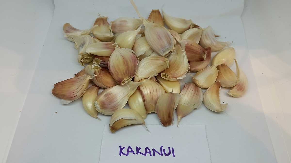 Kakanui garlic cloves