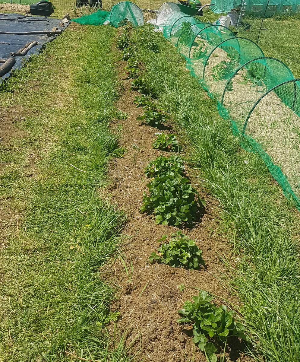 Old garden beds - row of strawberries