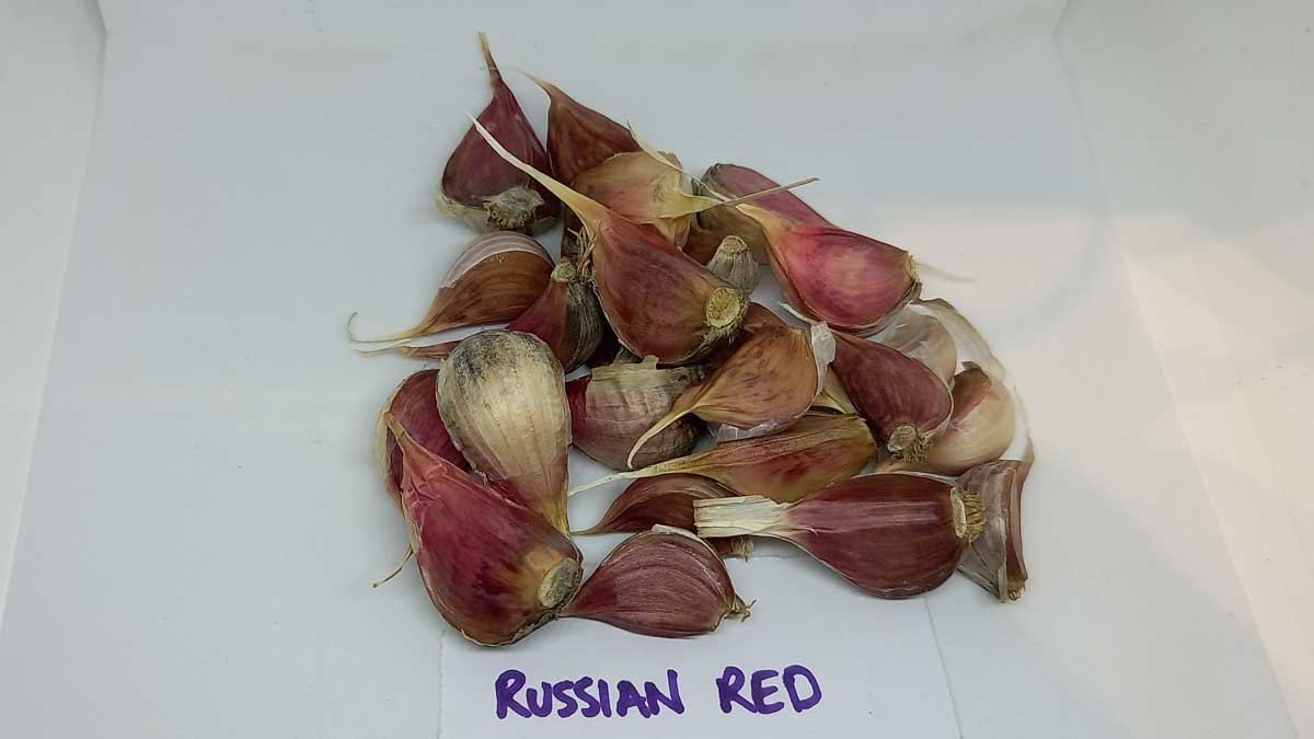 Russian red garlic cloves