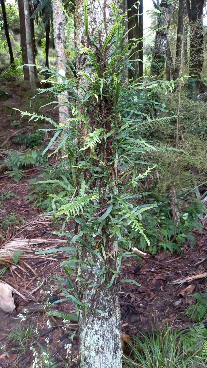 Fragrant fern