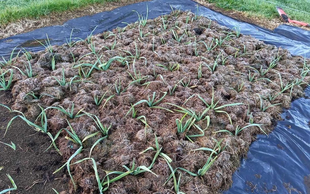 Mulched garlic on a frosty morning