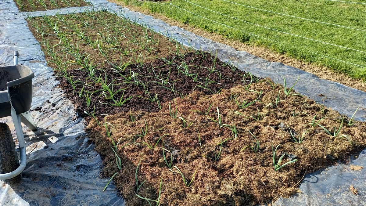 Mulching garlic with compost and grass mulch