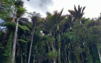 Manual of the New Zealand Flora