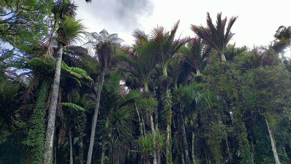 New Zealand native bush - primarily nikaus