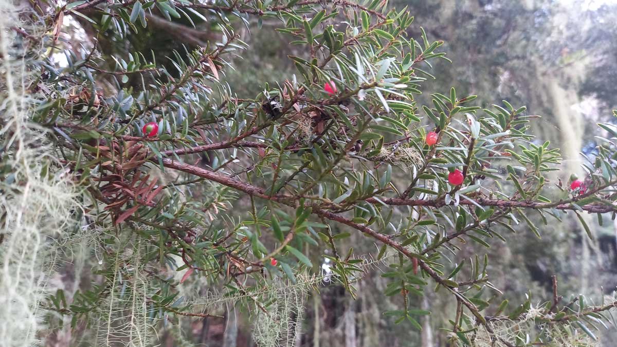 Berries and leaves of totara