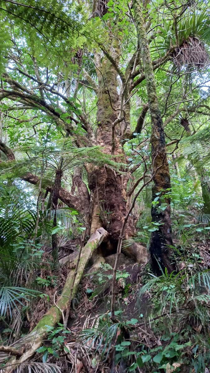 Puriri queen of the bush