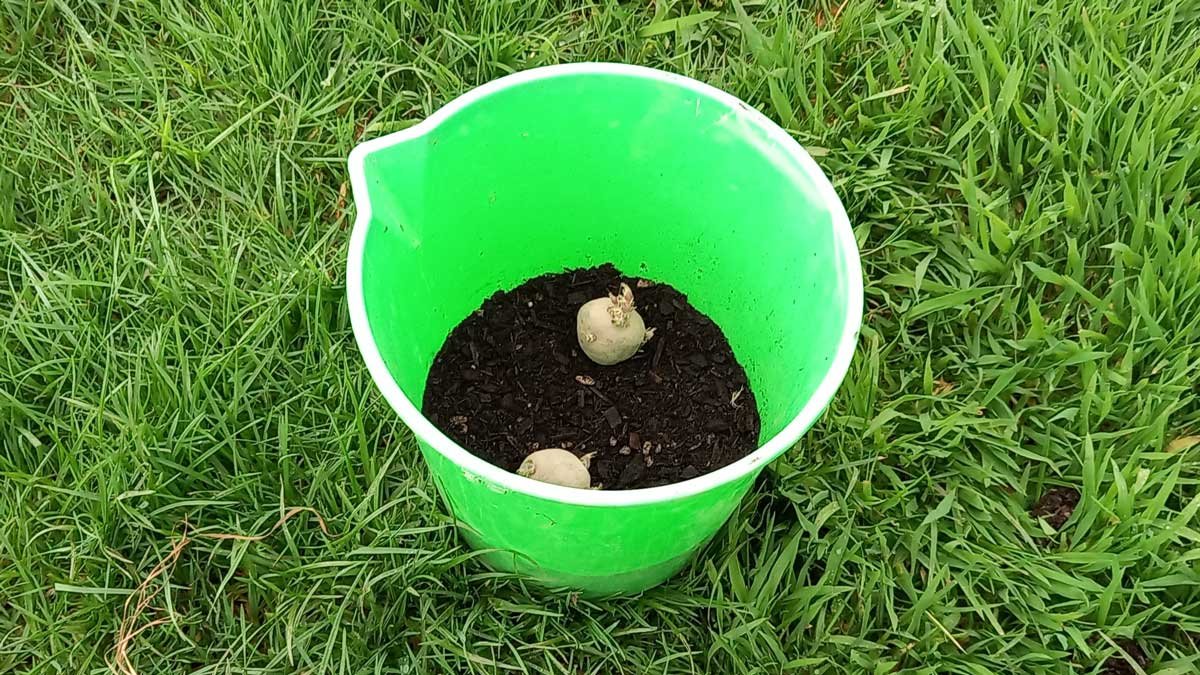 Apache potatoes planted in a 10l bucket