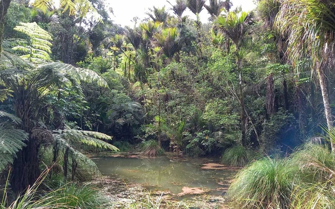 Bush pond (September 2021)