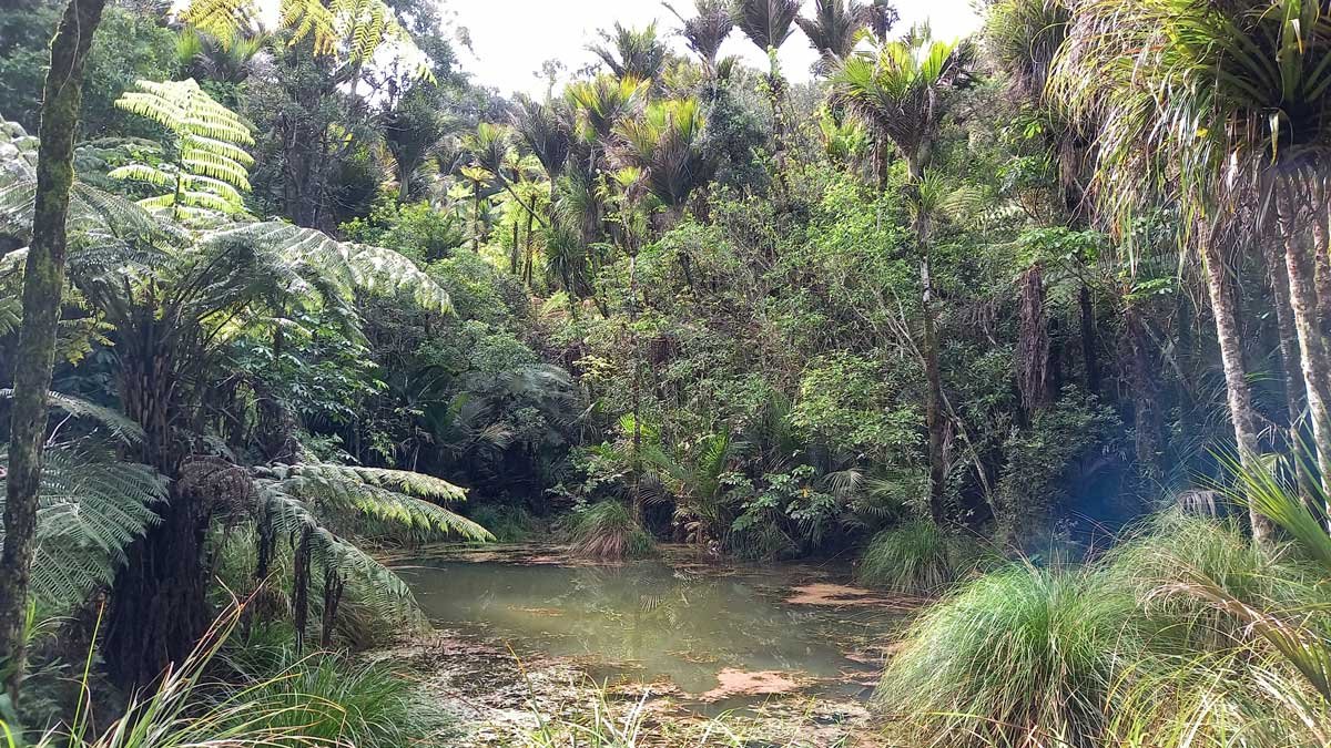 Bush pond (September 2021)