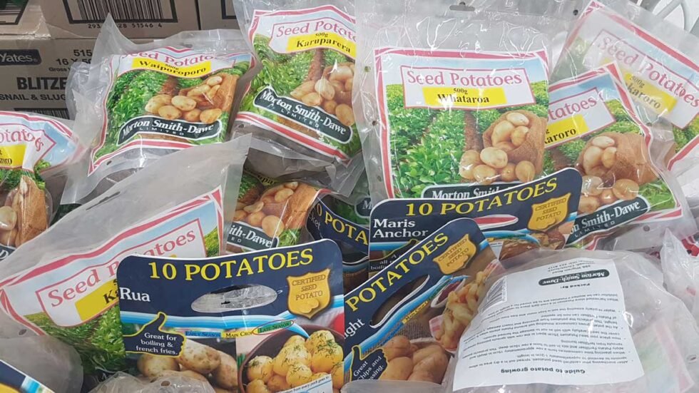 Planting potatoes Kat's Garden