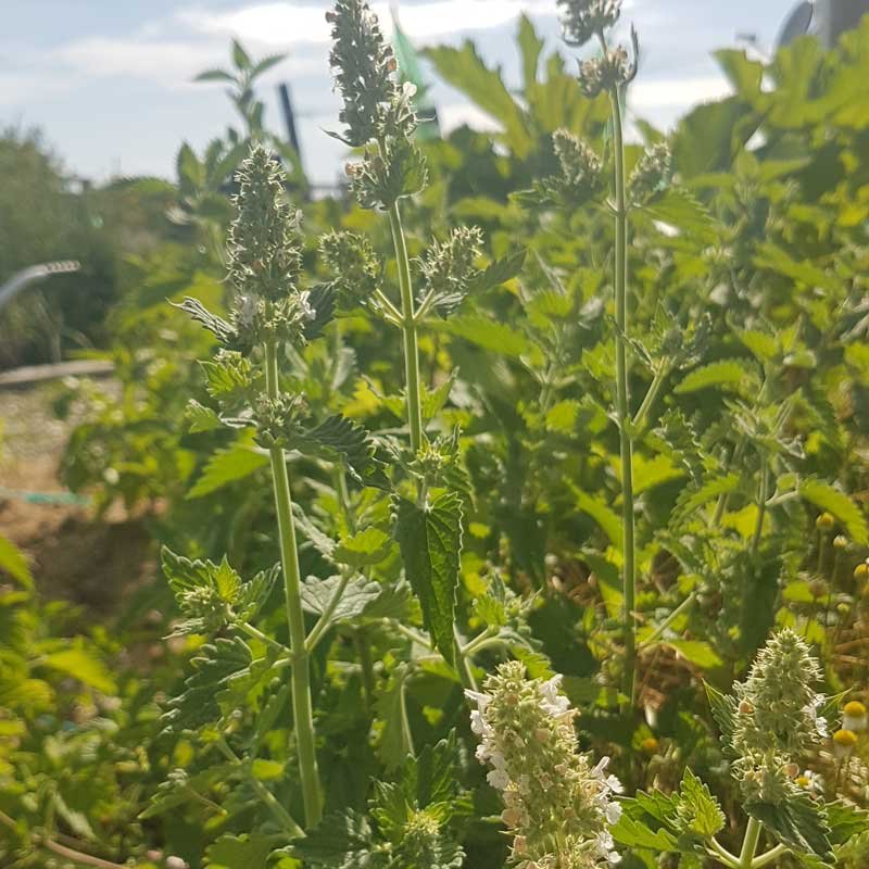 Catnip plant in flower