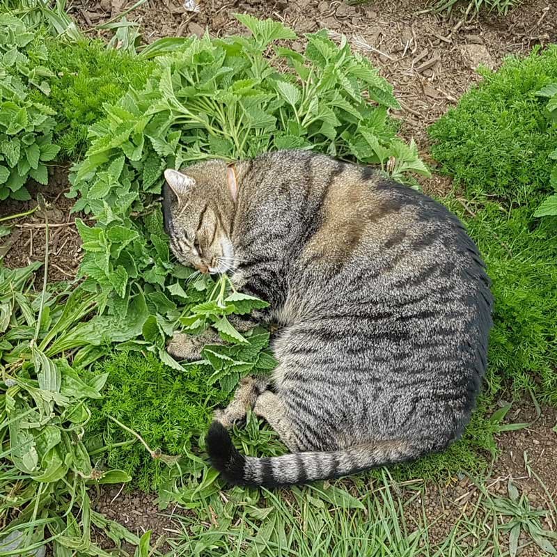 Cat smooching a catnip plant