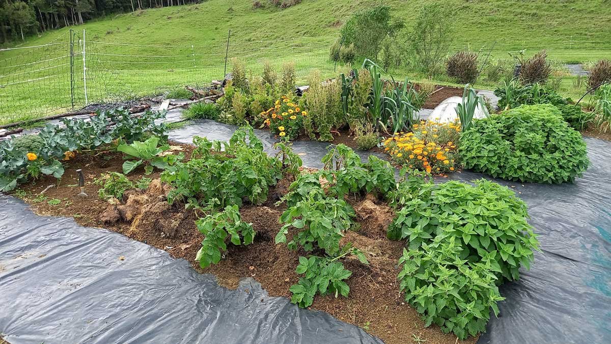 The garden as it looks today