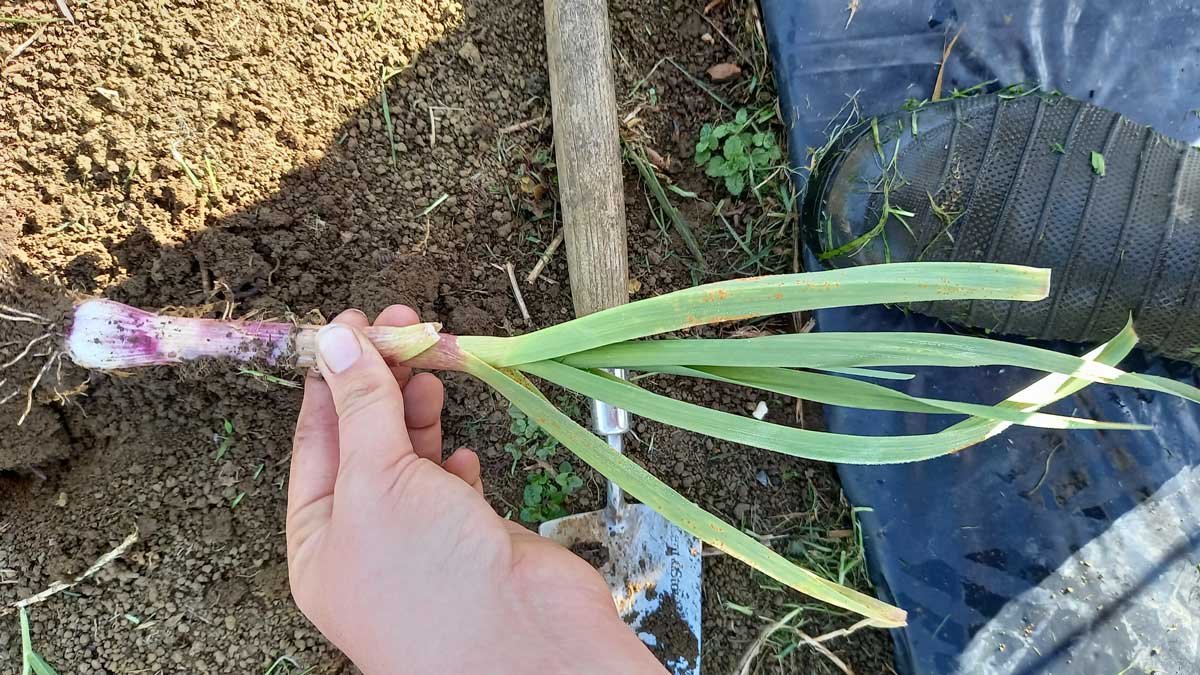 Garlic plant infected with rust showing early signs of bulb development