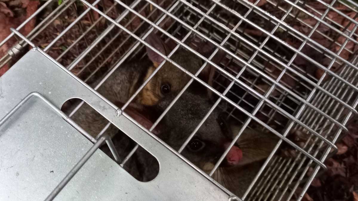 Possums in the cage trap