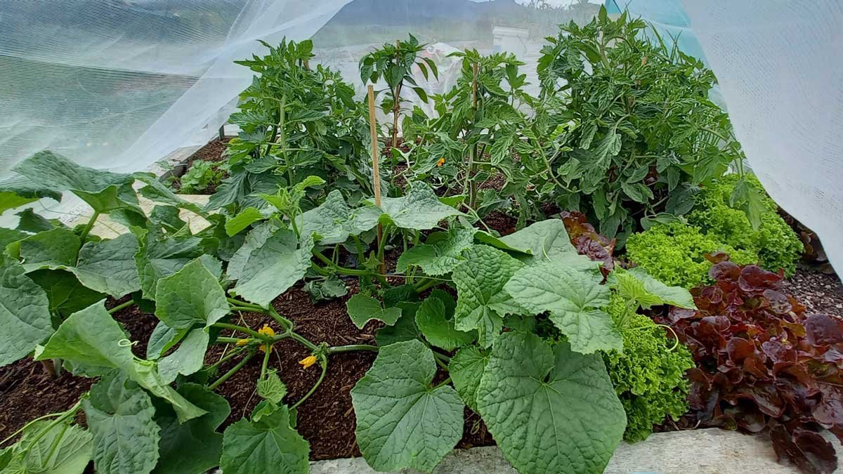 Tomatoes, lettuces, and cucumbers in the square foot garden