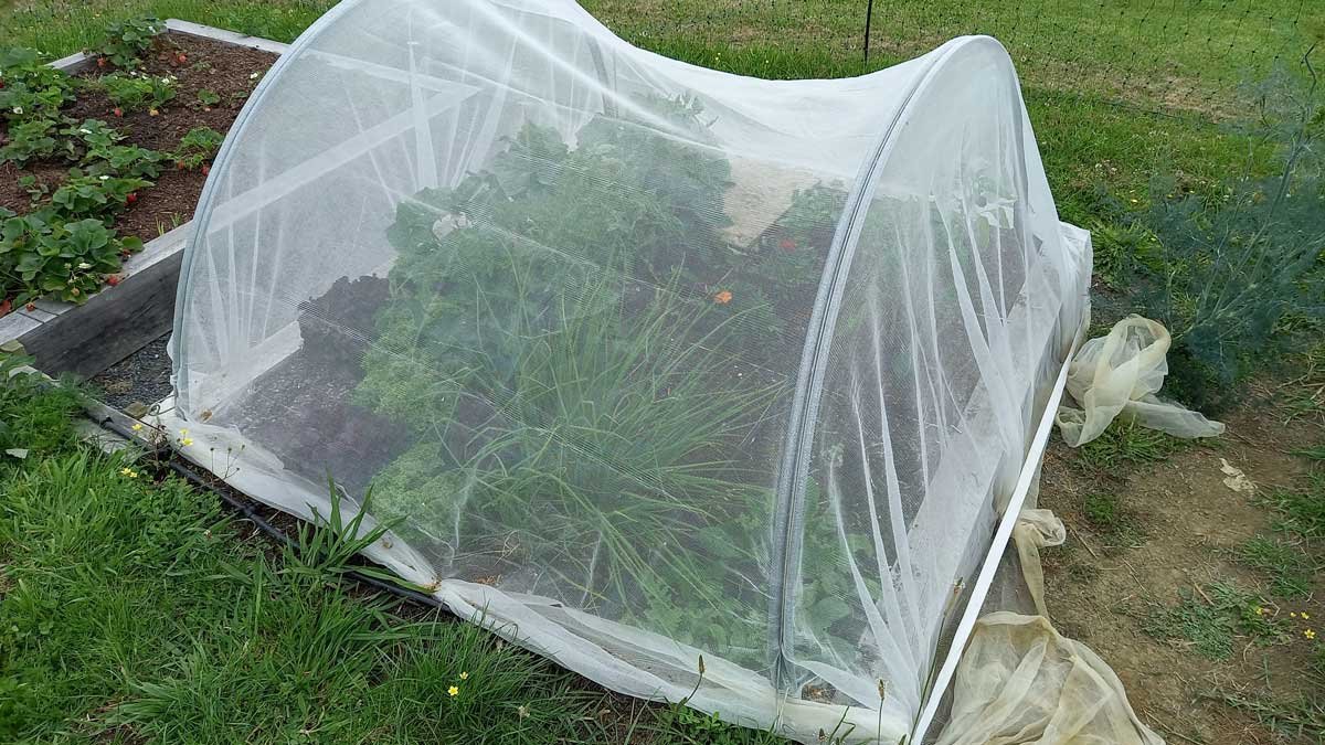 Square foot garden, December 2021