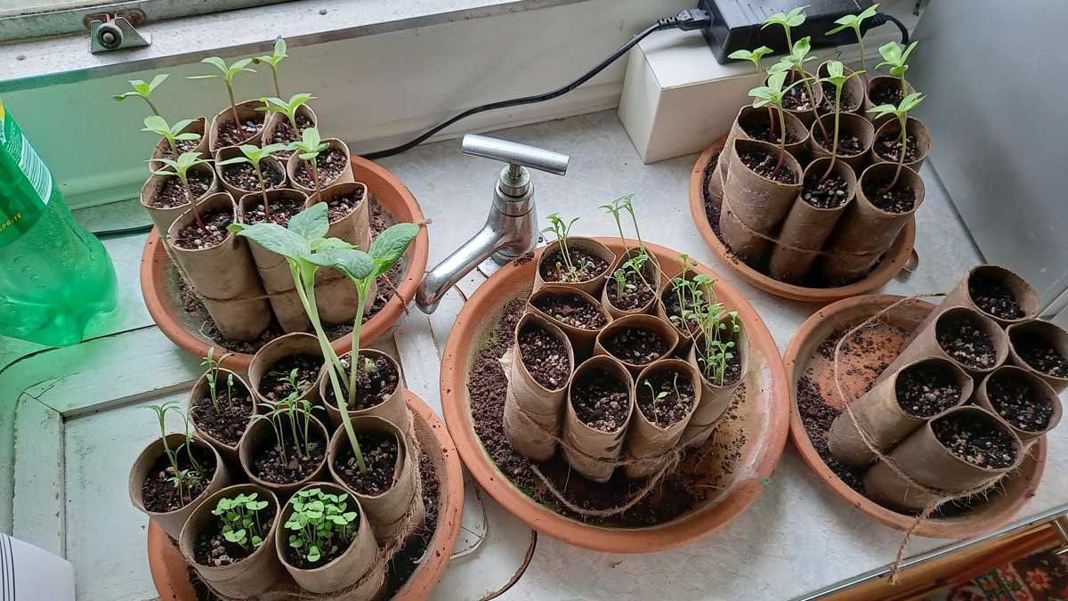 Seedlings germinated in toilet rolls