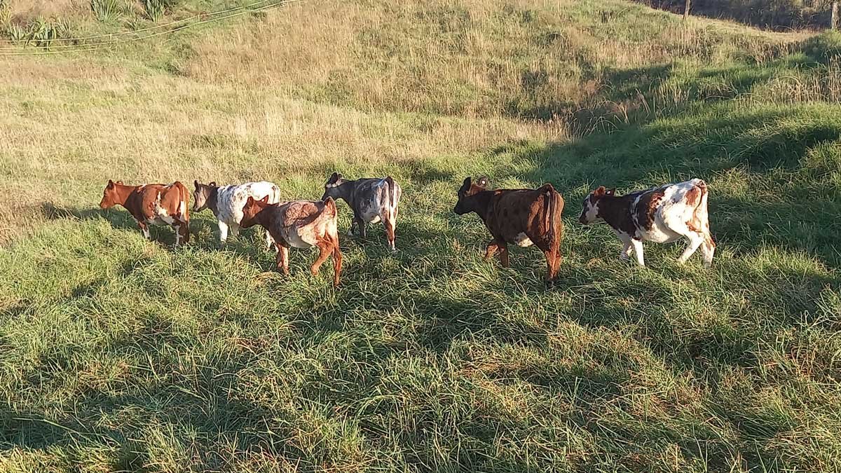 Calves on the paddock