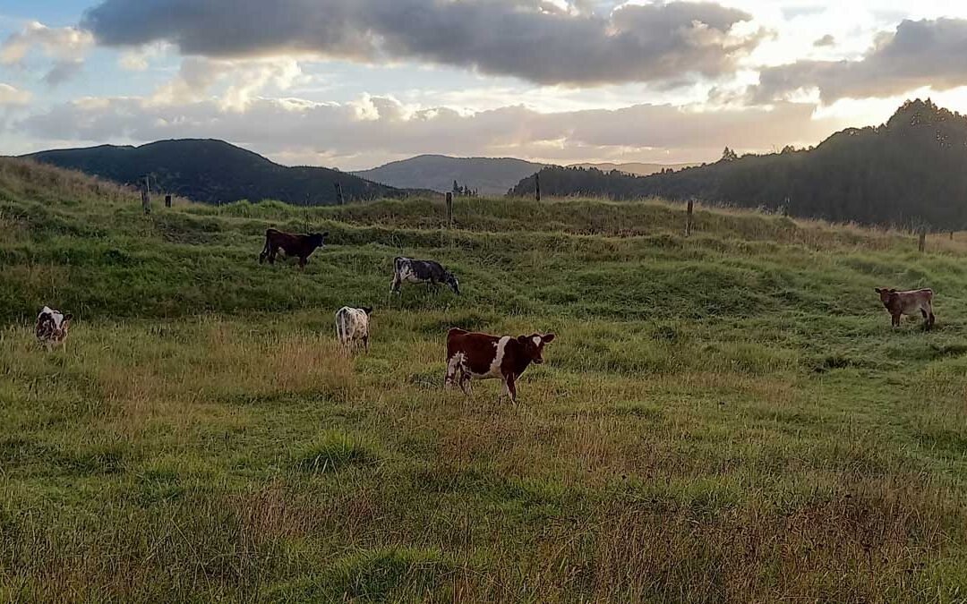 Calves in the paddock at sunset