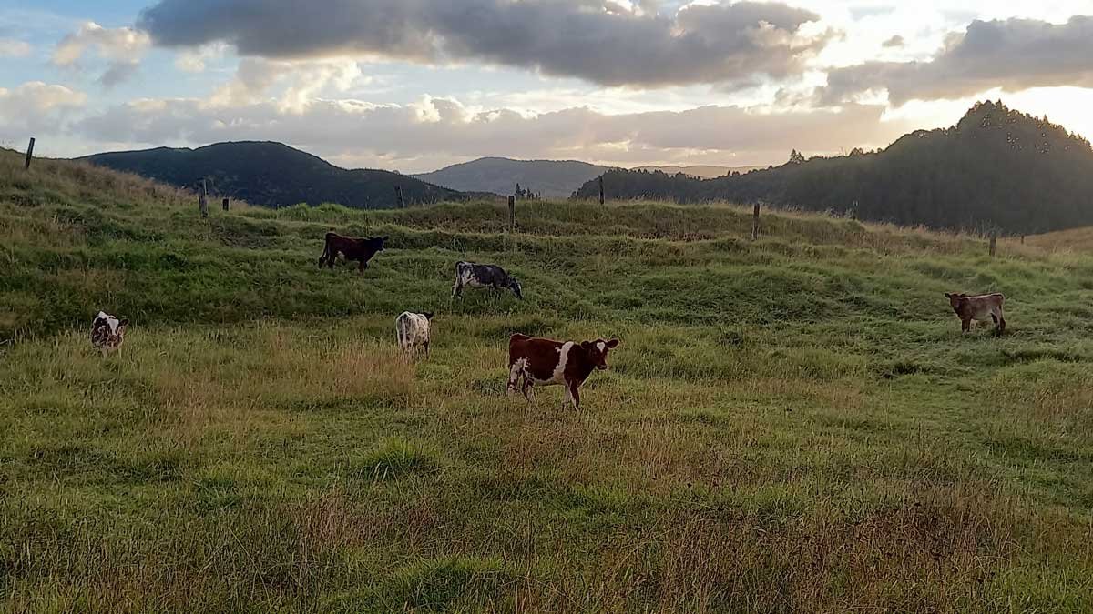 Calves in the paddock at sunset