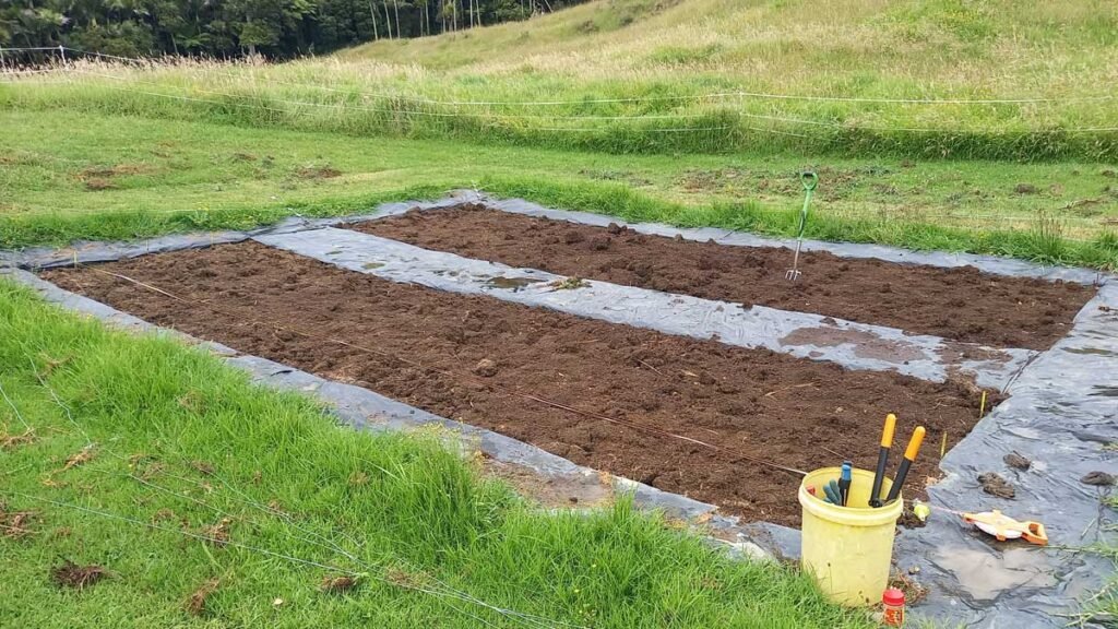 Catnip beds ready for planting