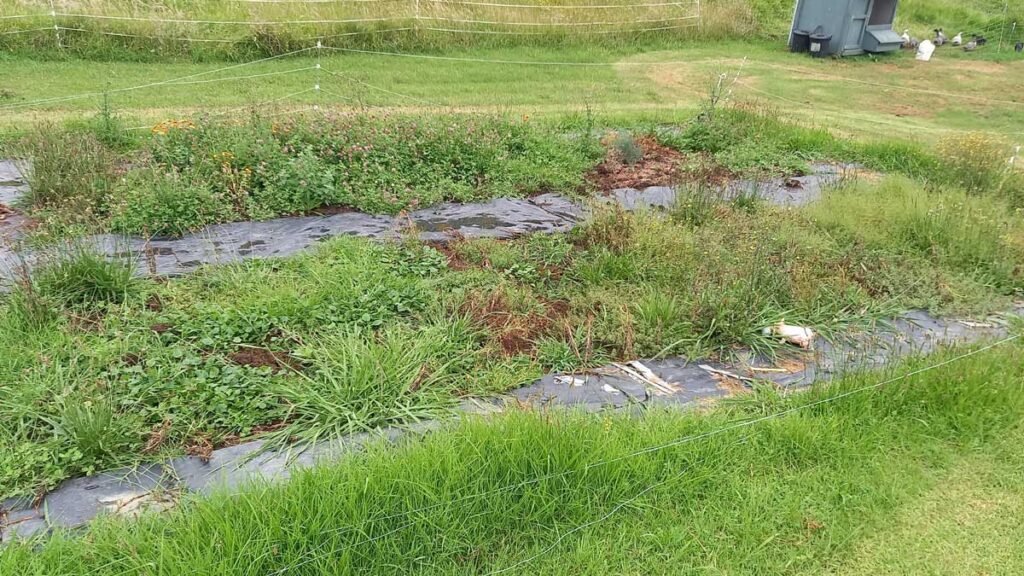 Very weedy garden beds