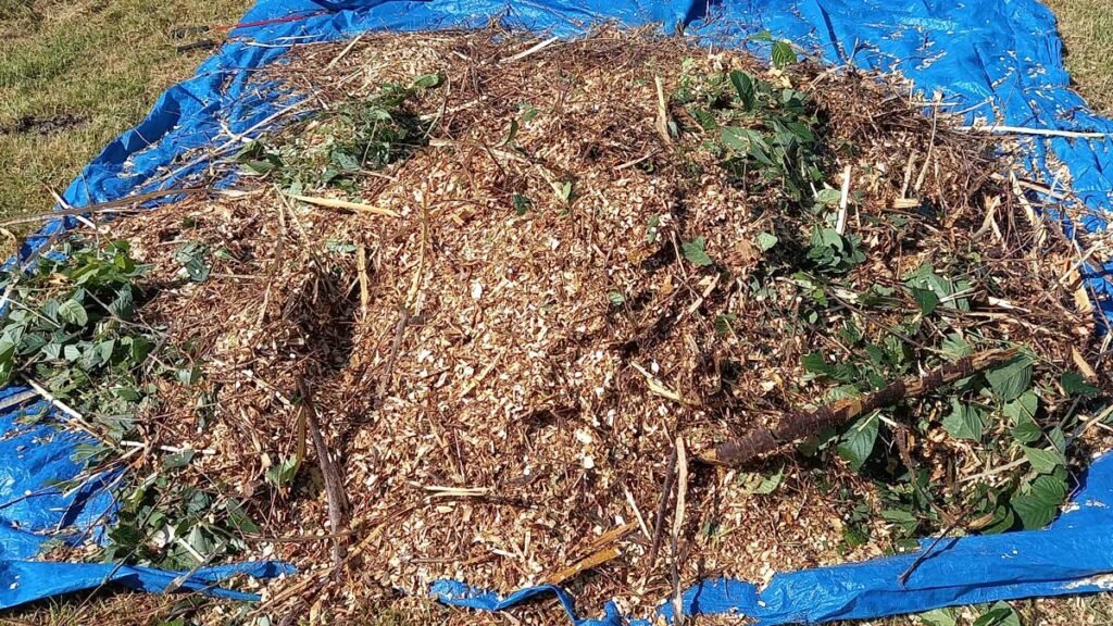 Pile of mulch made from pest Taiwan cherry trees