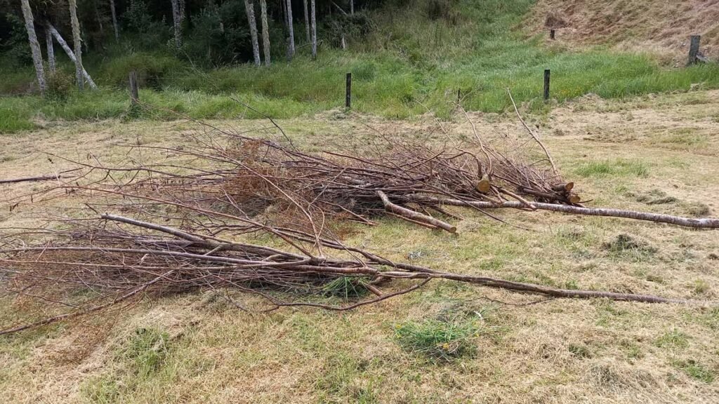 Pile of cherry sticks waiting for mulching