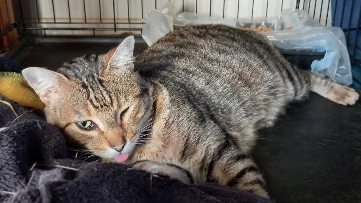 Sam blissed out on the good drugs after coming home from the vet
