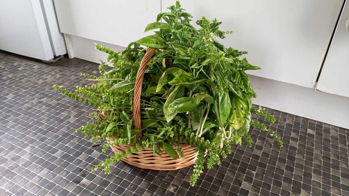 Basket packed tight with fresh basil