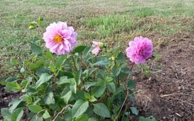 Finding the flower bed