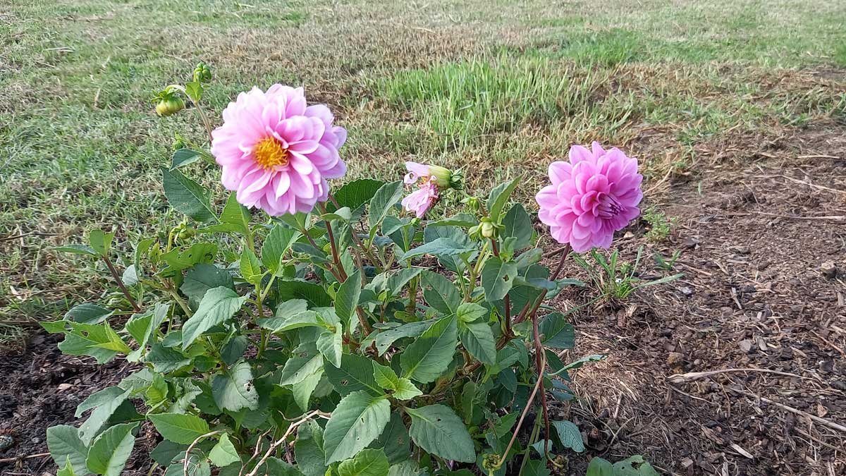 Pink dahlias in the flower garden