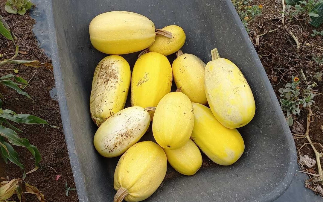 Autumn in the vege garden