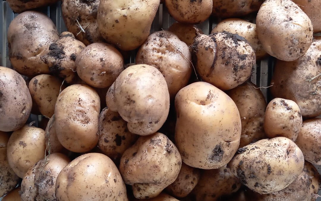 Harvesting and storing potatoes