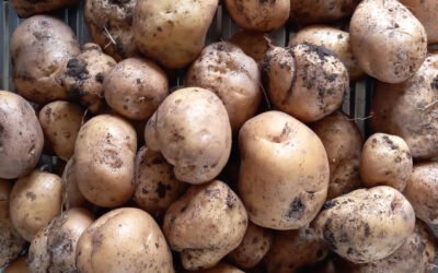 Harvesting and storing potatoes