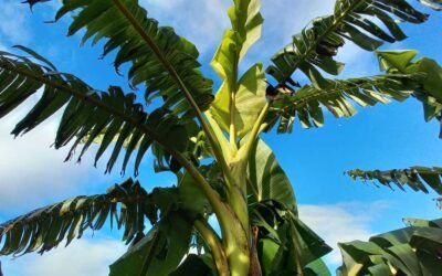 The banana plantation