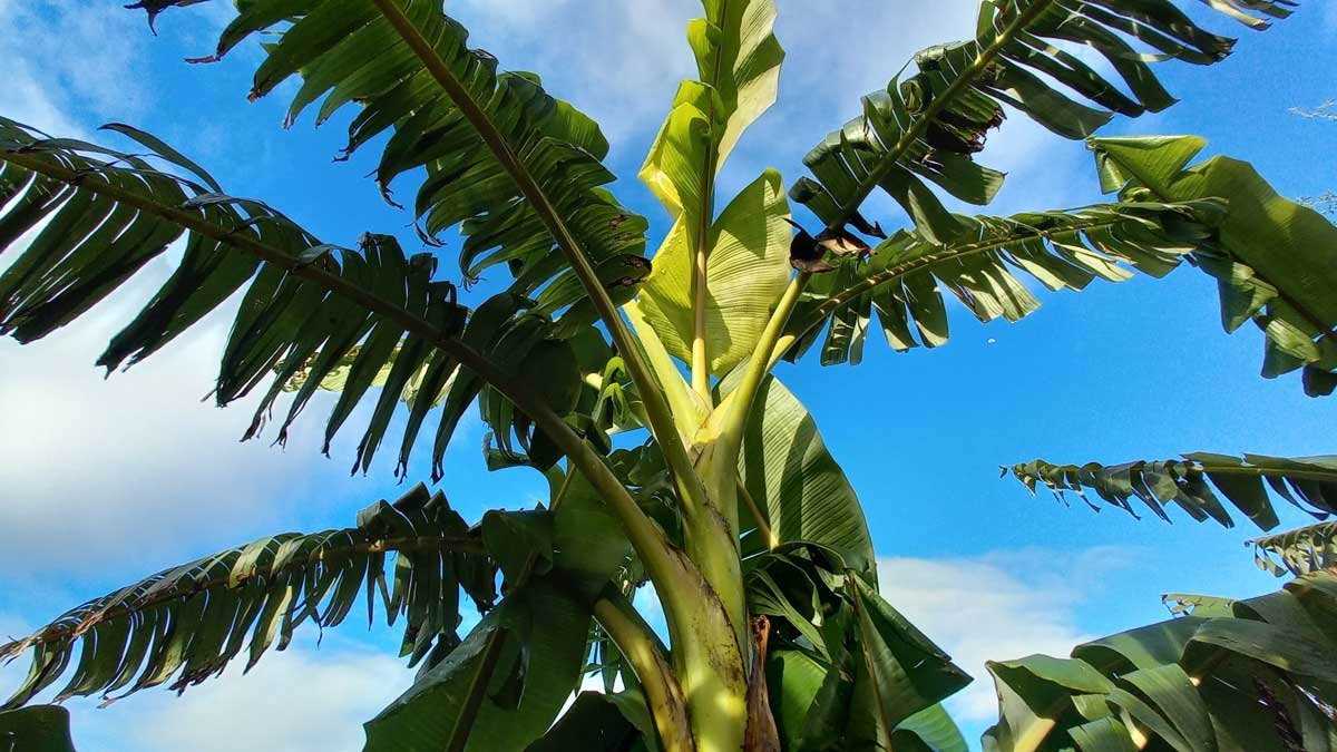 Looking up at the leaves of a banana plant