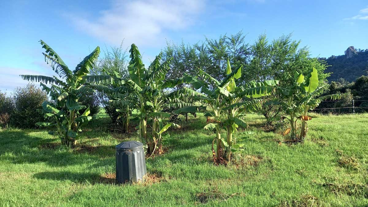 The banana planting, April 2022