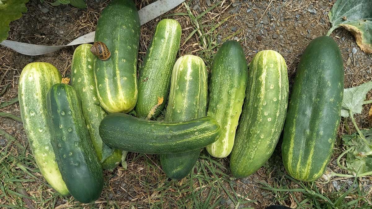 Cucumbers uncovered in the garden