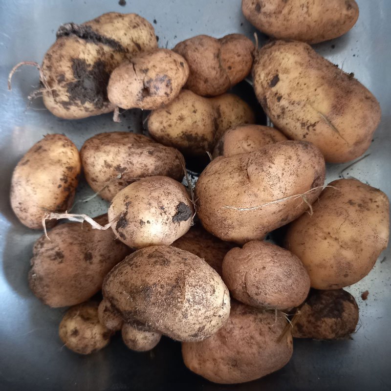 Eat now potatoes - look fine but have various imperfections