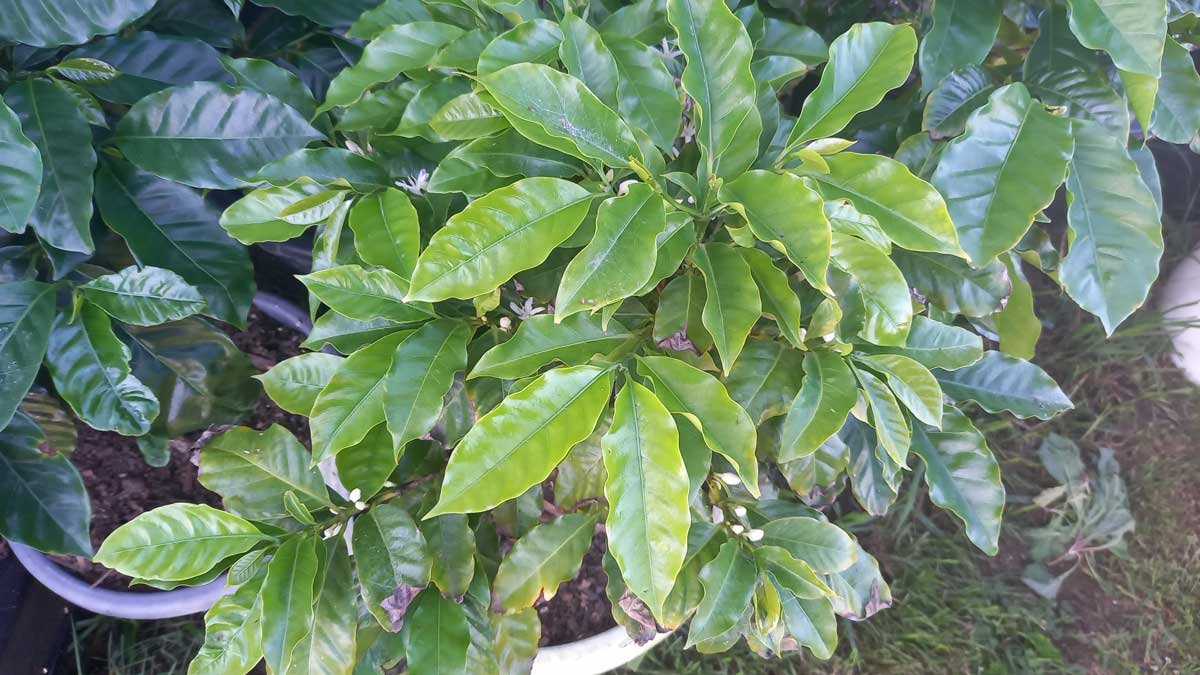 Coffee plant in flower - flowers are white, with 5 petals