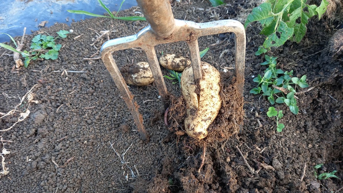 A fork right through a beautiful potato