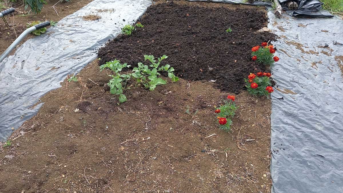 Vermicast spread out in the garden