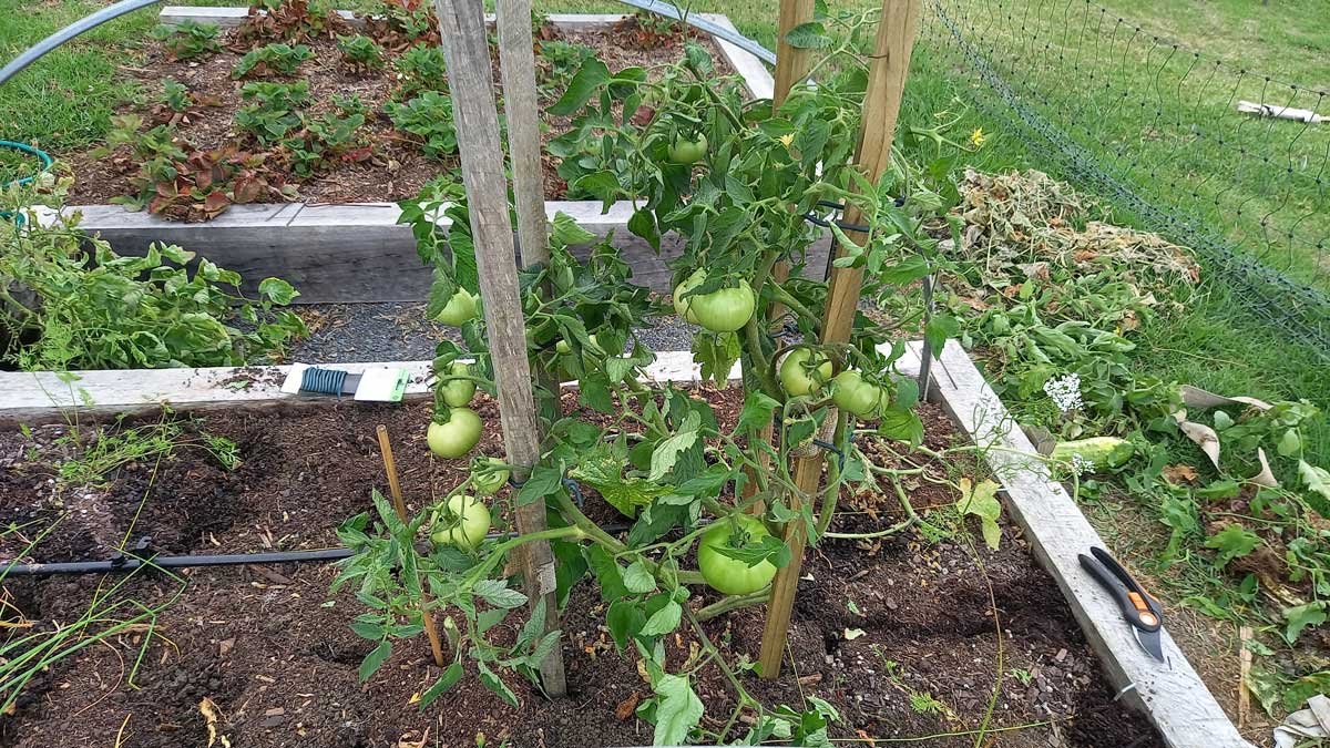 Tomato plant on sturdy stakes