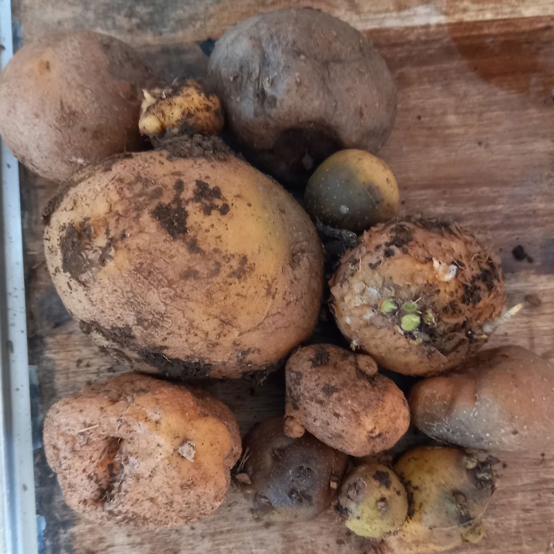 Wastage potatoes - rejected for being yucky or poisonous