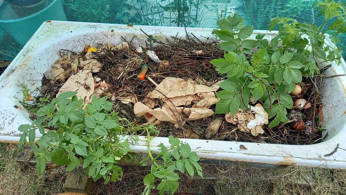 A bathtub growing potatoes and full of rubbish - AKA our worm farm