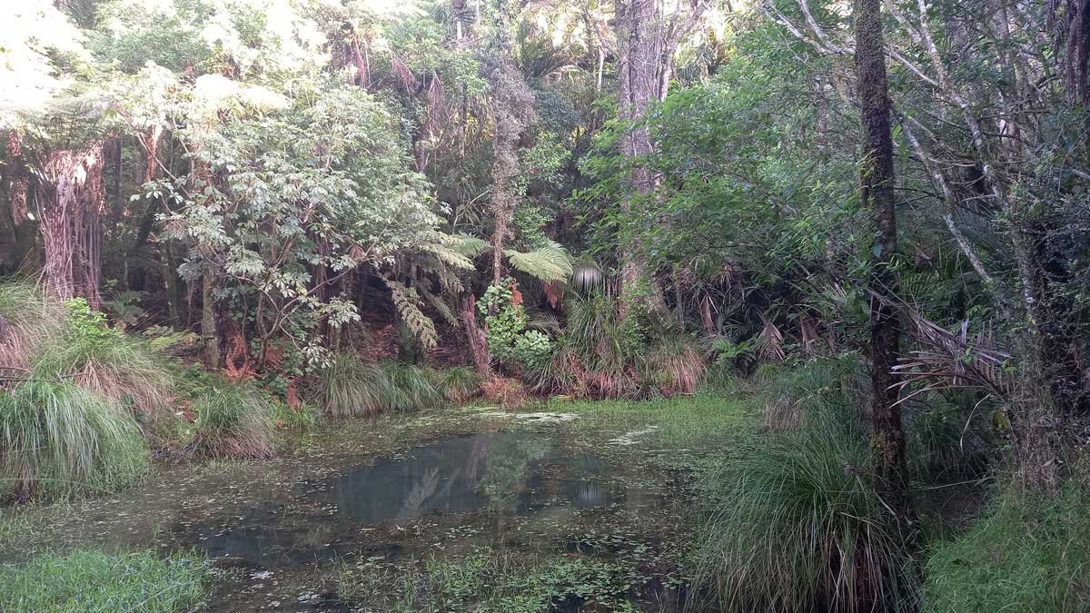The Bush Pond, May 2022