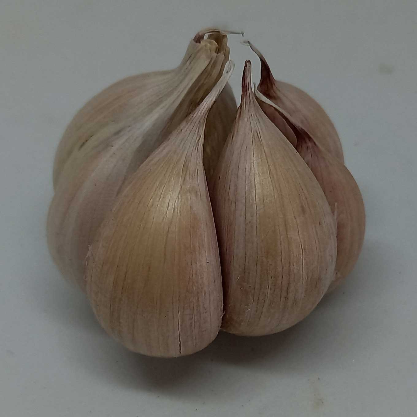 Early purple rocombole garlic