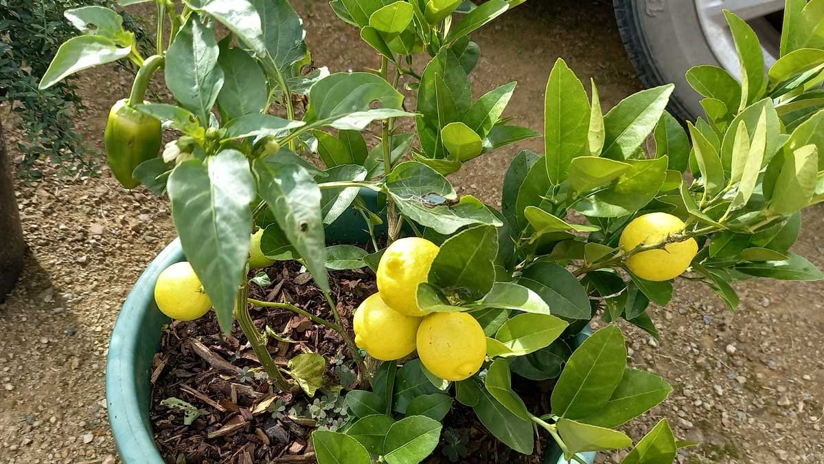 Small yellow limes on the key lime tree